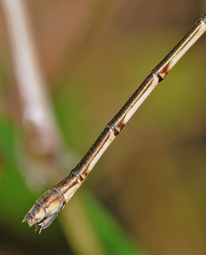 Lestes australis (Southern Spreadwing) - female